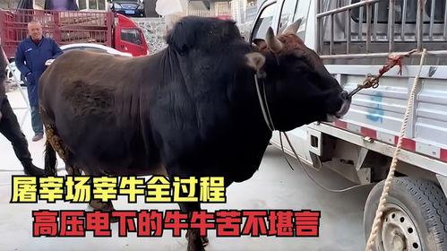 牛牛牛在线视频,揭秘热门娱乐内容背后的精彩故事